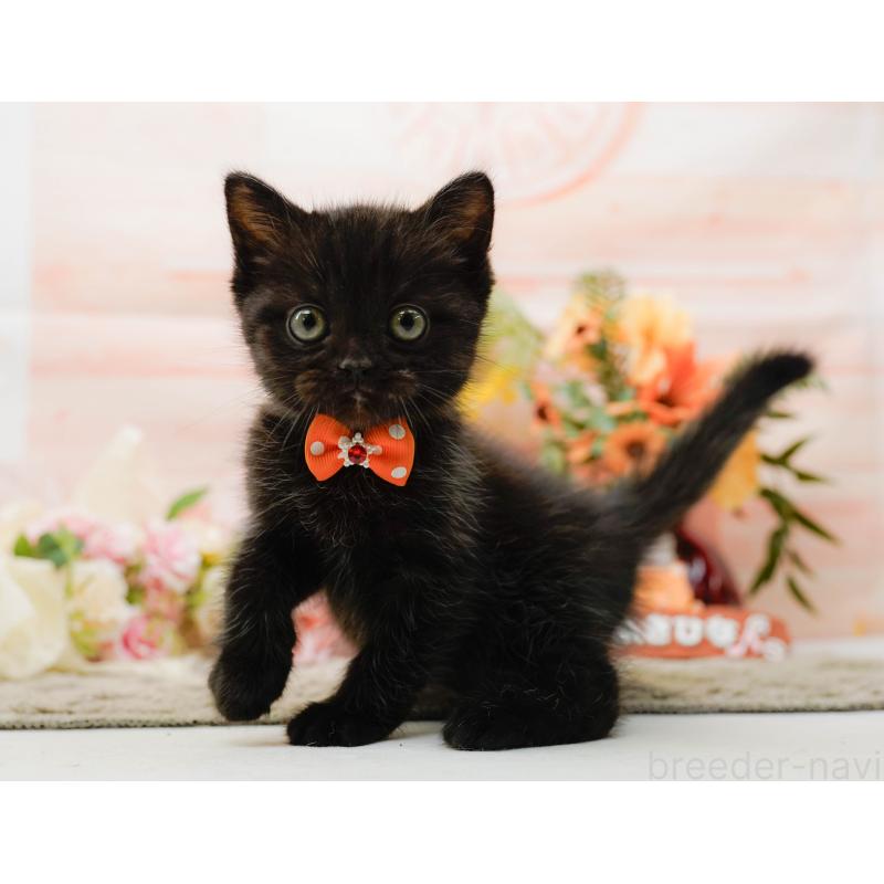 成約済の神奈川県のミヌエット-139006の5枚目