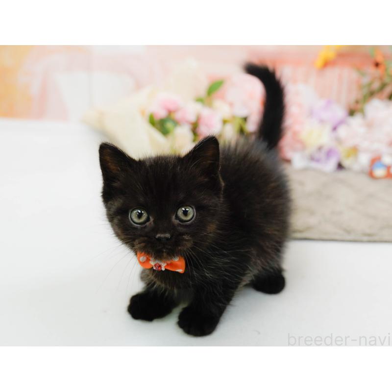 成約済の神奈川県のミヌエット-139006の4枚目