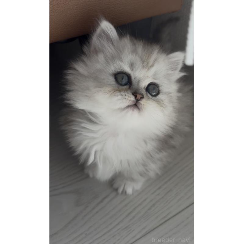 販売中の埼玉県のミヌエット(短足)-139008の13枚目