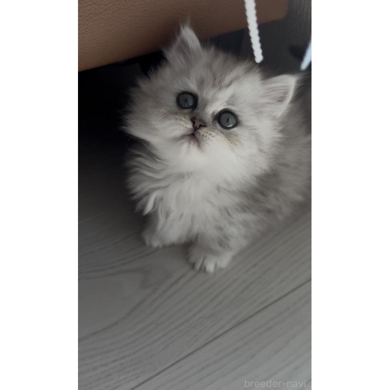 販売中の埼玉県のミヌエット(短足)-139008の12枚目