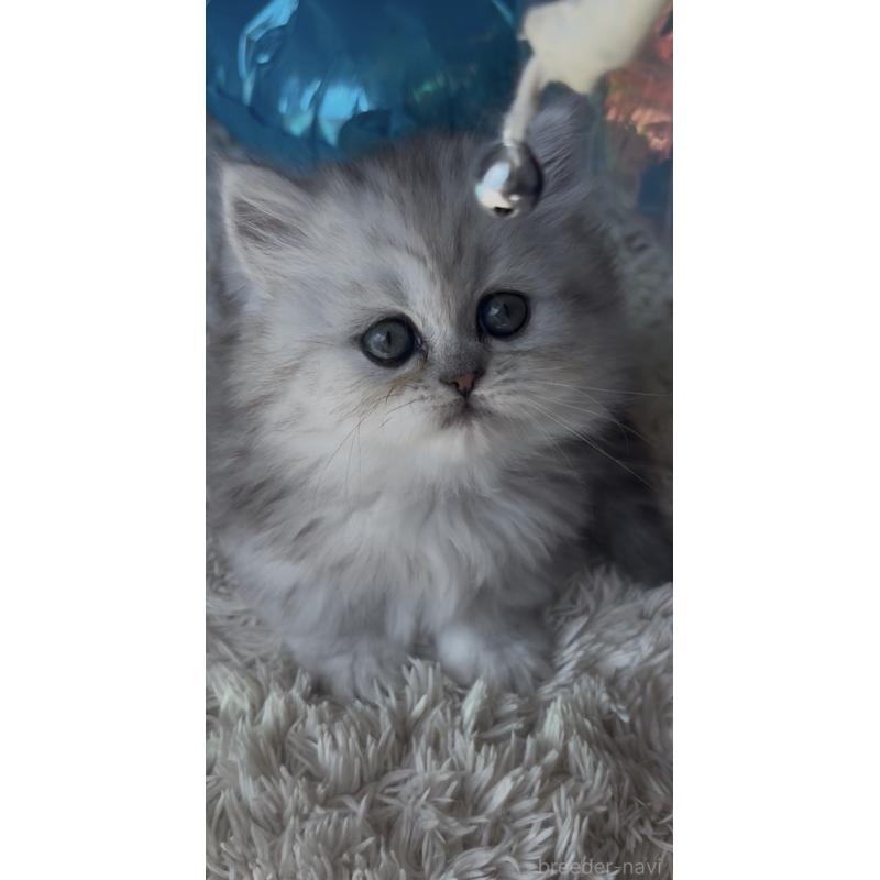 販売中の埼玉県のミヌエット(短足)-139008の10枚目