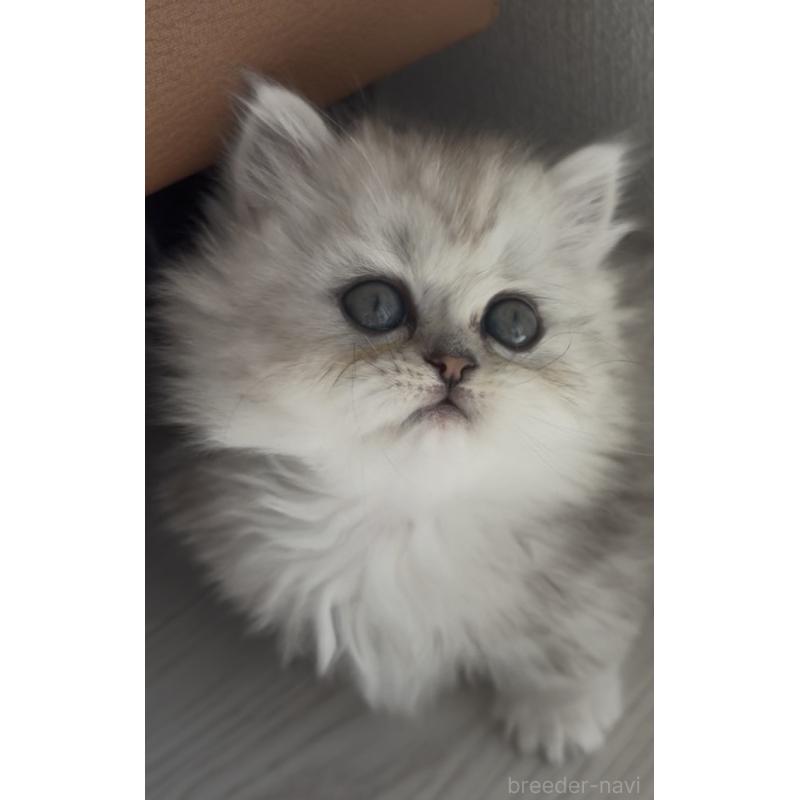 販売中の埼玉県のミヌエット(短足)-139008の9枚目