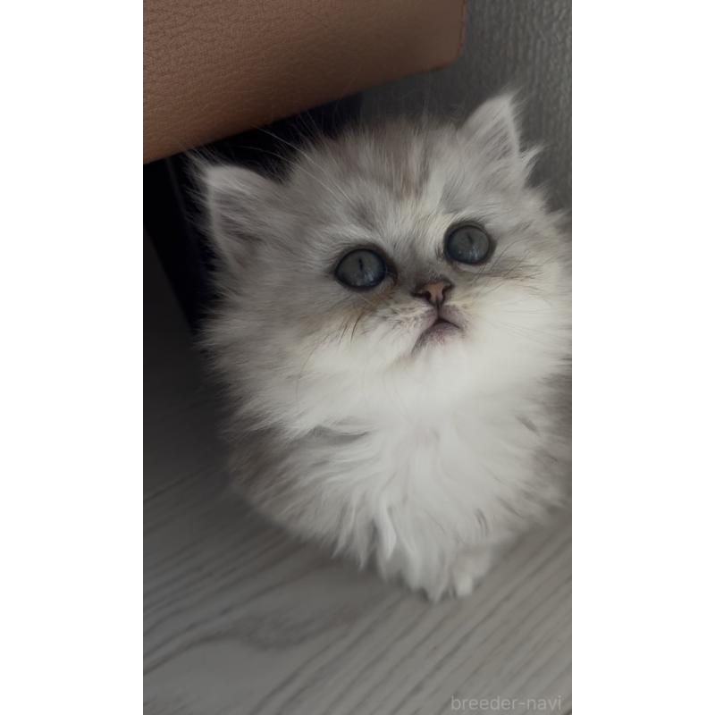 販売中の埼玉県のミヌエット(短足)-139008の8枚目