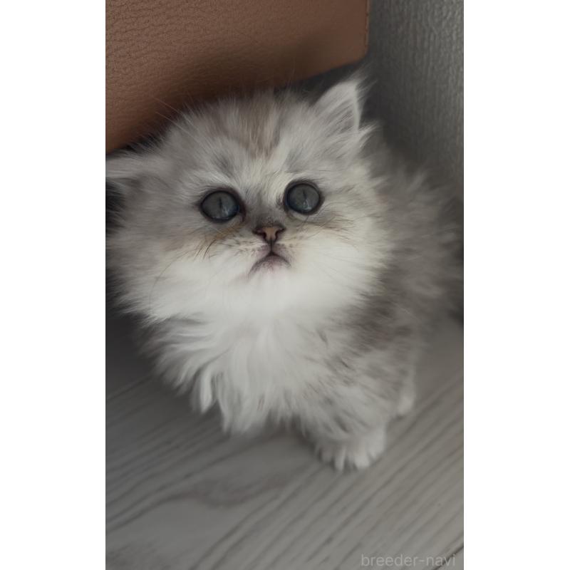 販売中の埼玉県のミヌエット(短足)-139008の7枚目