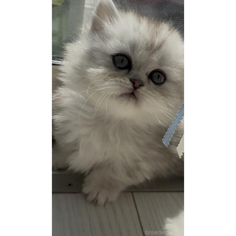 販売中の埼玉県のミヌエット(短足)-139008の5枚目