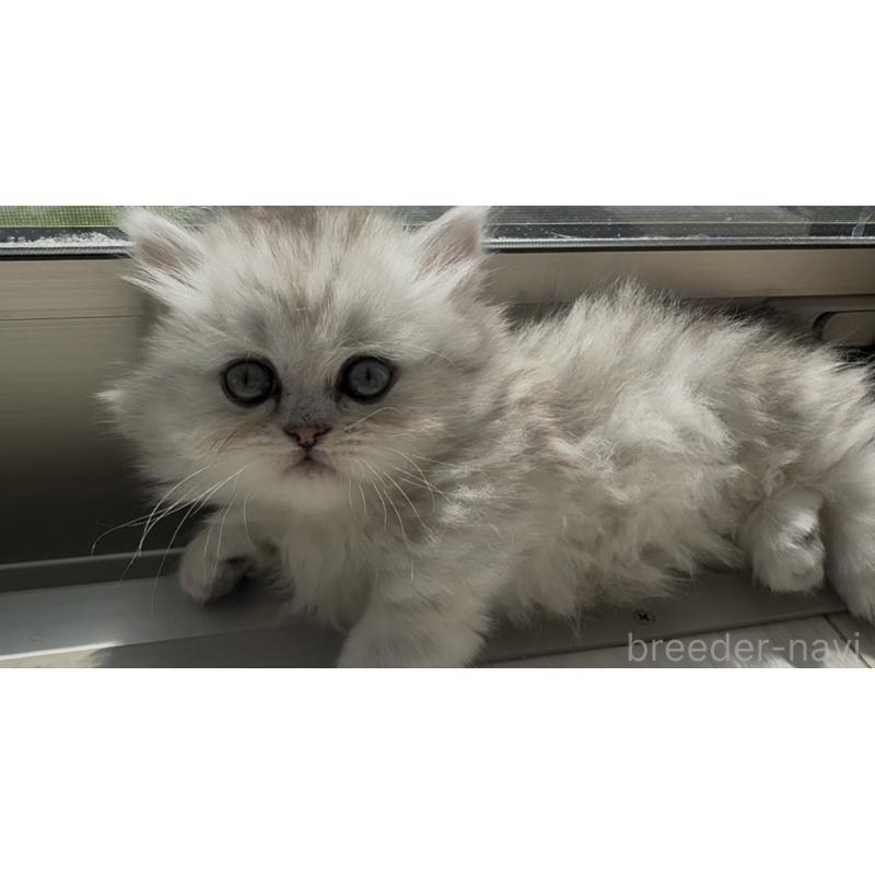 販売中の埼玉県のミヌエット(短足)-139008の6枚目