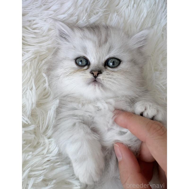 販売中の埼玉県のミヌエット(短足)-139008の3枚目