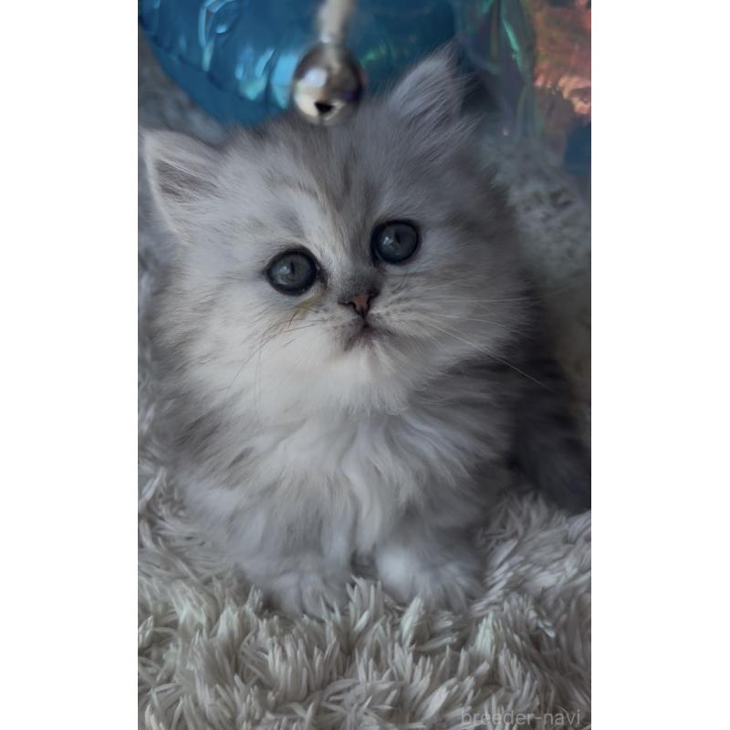 販売中の埼玉県のミヌエット(短足)-139008の2枚目