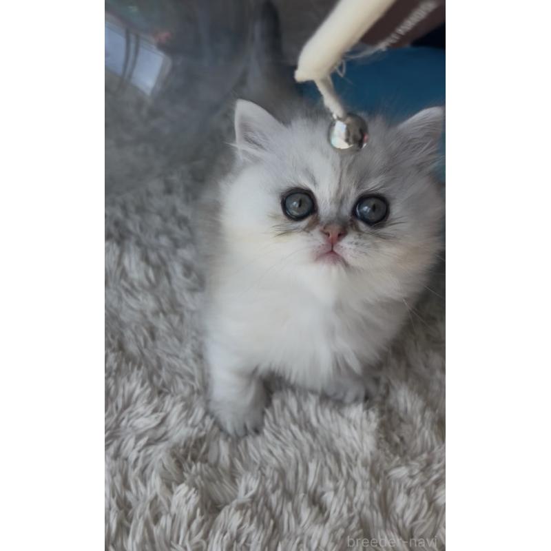 販売中の埼玉県のミヌエット(短足)-139009の15枚目