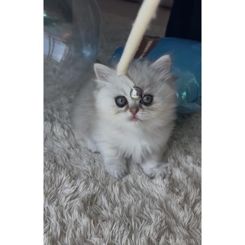 販売中の埼玉県のミヌエット(短足)-139009の14枚目