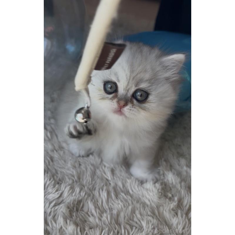 販売中の埼玉県のミヌエット(短足)-139009の13枚目