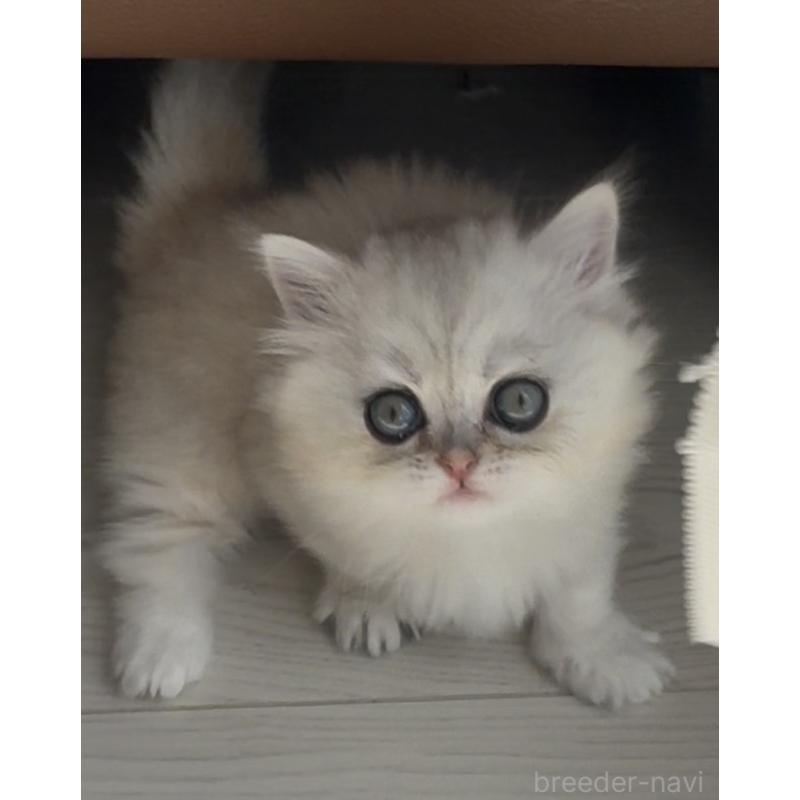 販売中の埼玉県のミヌエット(短足)-139009の11枚目