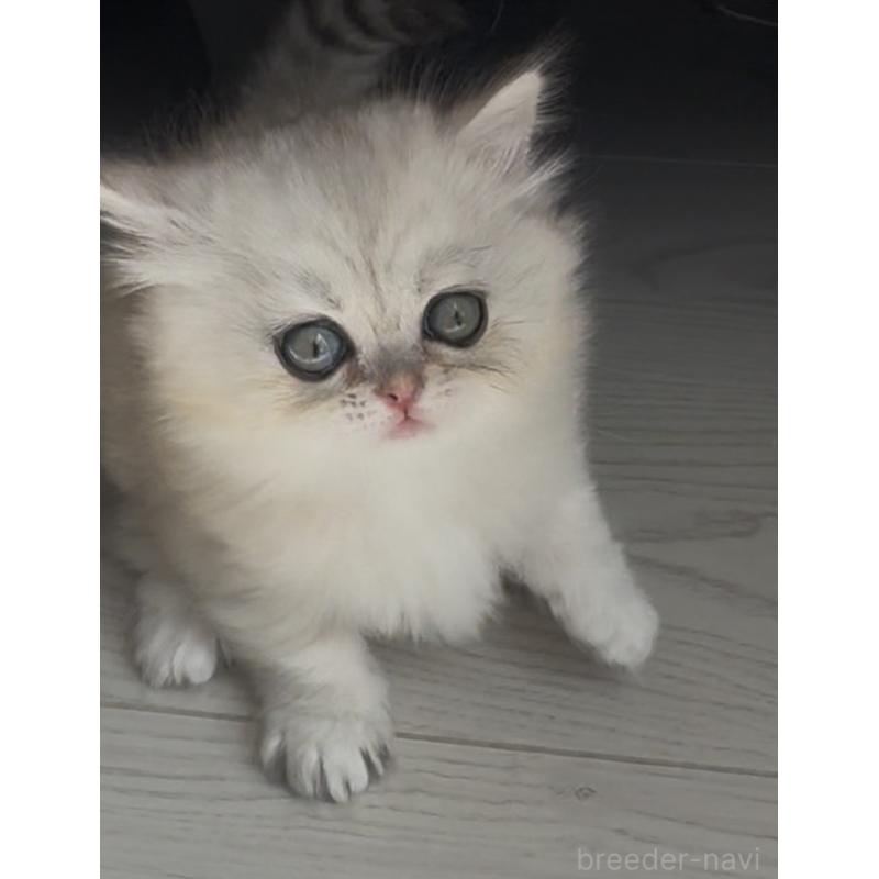 販売中の埼玉県のミヌエット(短足)-139009の10枚目