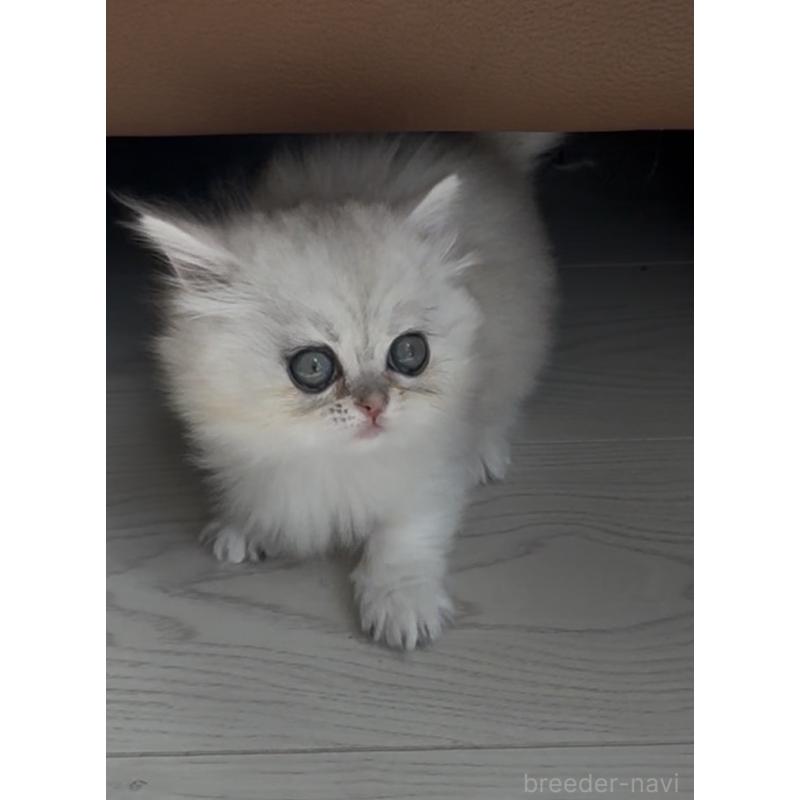 販売中の埼玉県のミヌエット(短足)-139009の8枚目