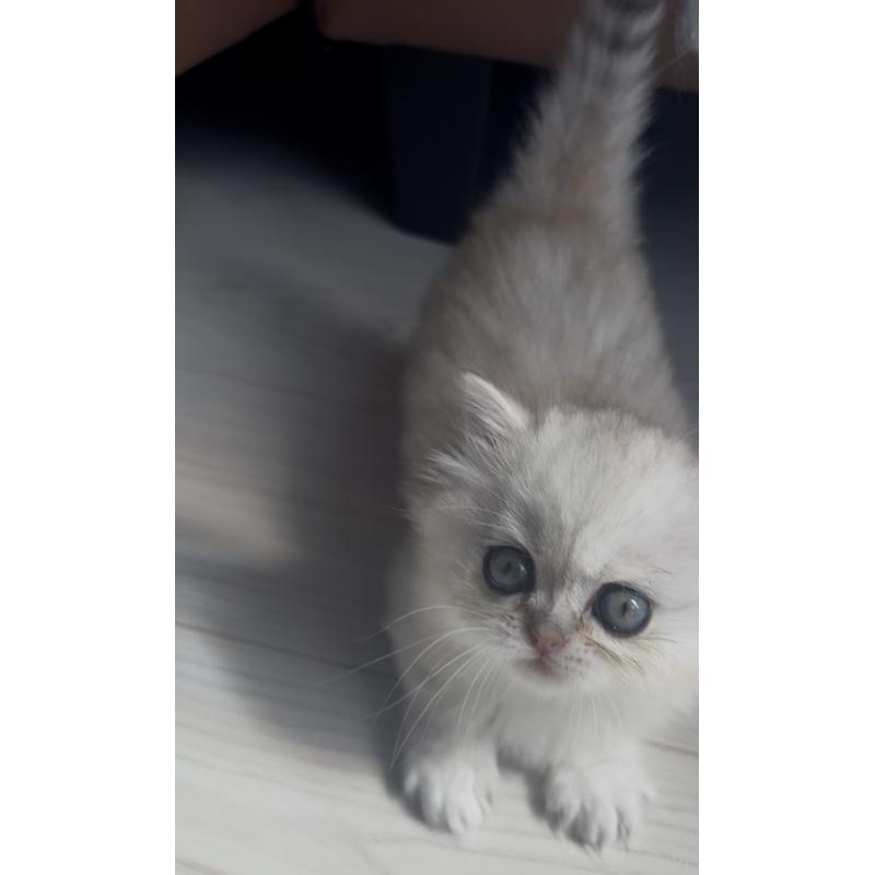 販売中の埼玉県のミヌエット(短足)-139009の7枚目