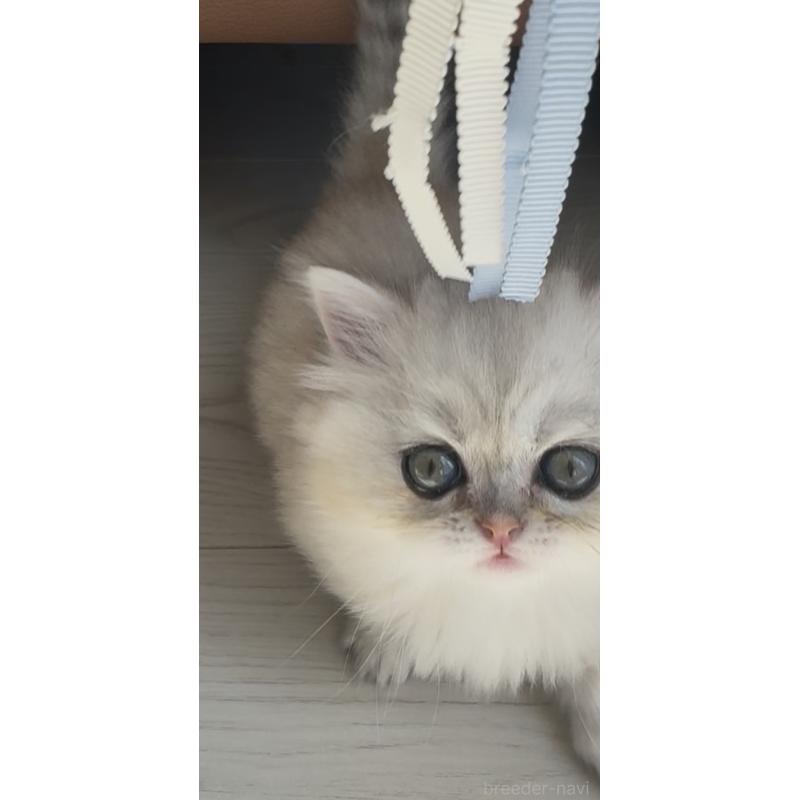 販売中の埼玉県のミヌエット(短足)-139009の5枚目