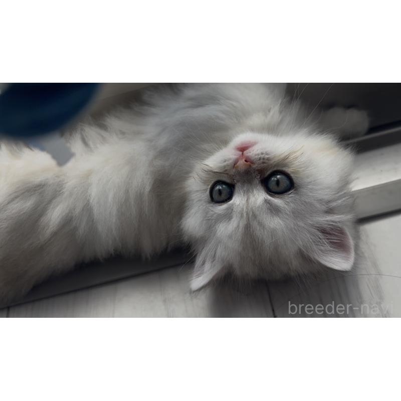 販売中の埼玉県のミヌエット(短足)-139009の6枚目