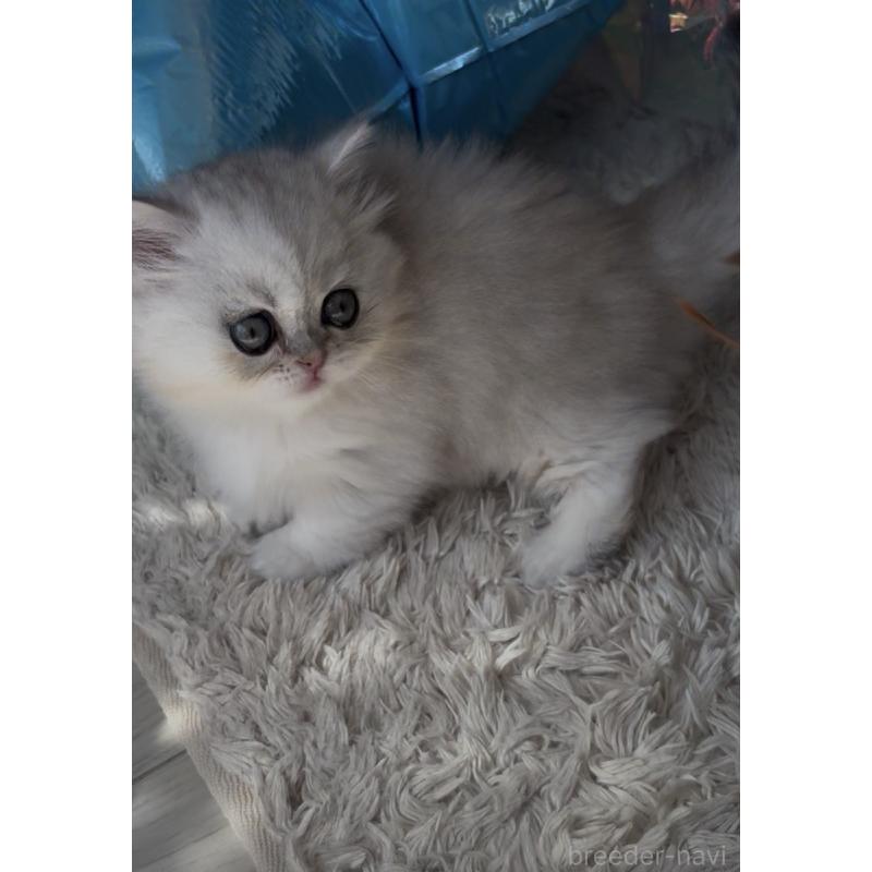 販売中の埼玉県のミヌエット(短足)-139009の4枚目