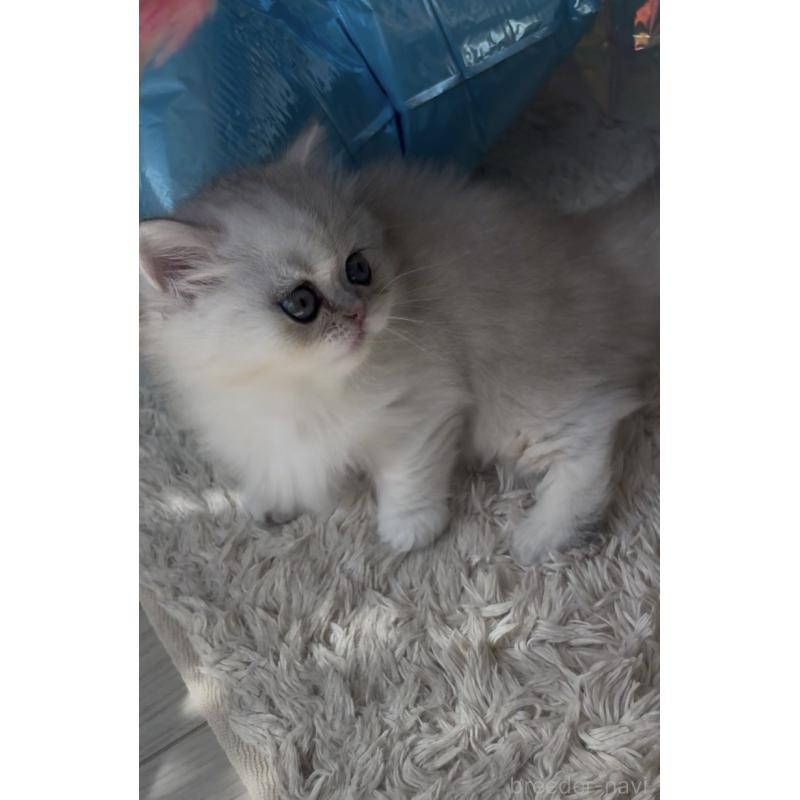 販売中の埼玉県のミヌエット(短足)-139009の3枚目