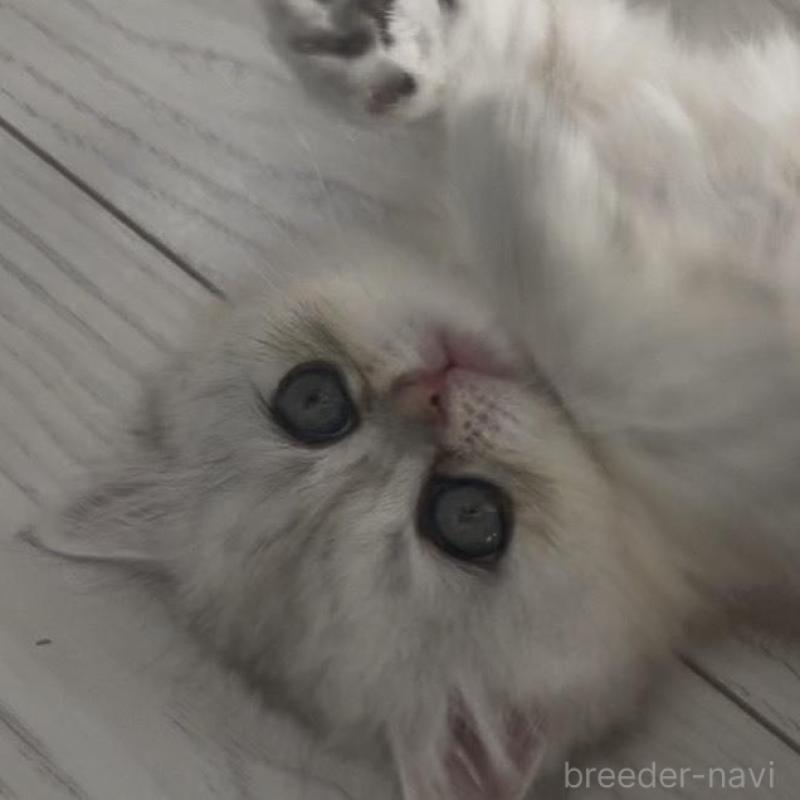 販売中の埼玉県のミヌエット(短足)-139009の1枚目