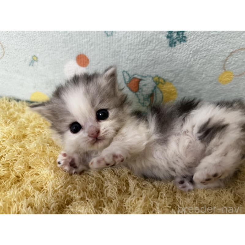 販売中の千葉県のミヌエット(短足)-139010の5枚目