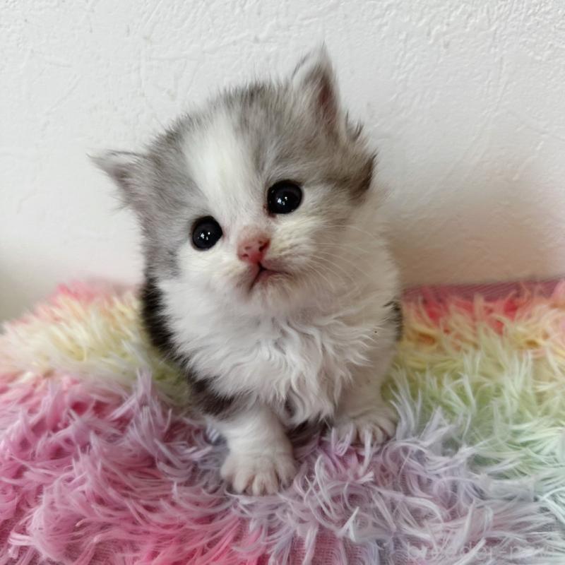 販売中の千葉県のミヌエット(短足)-139010の1枚目