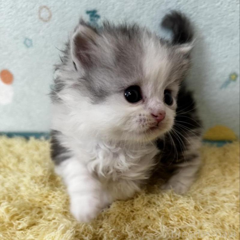 販売中の千葉県のミヌエット(短足)-139010の4枚目