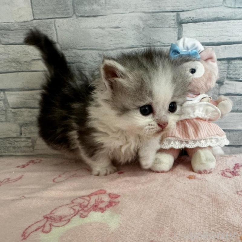 販売中の千葉県のミヌエット(短足)-139010の3枚目