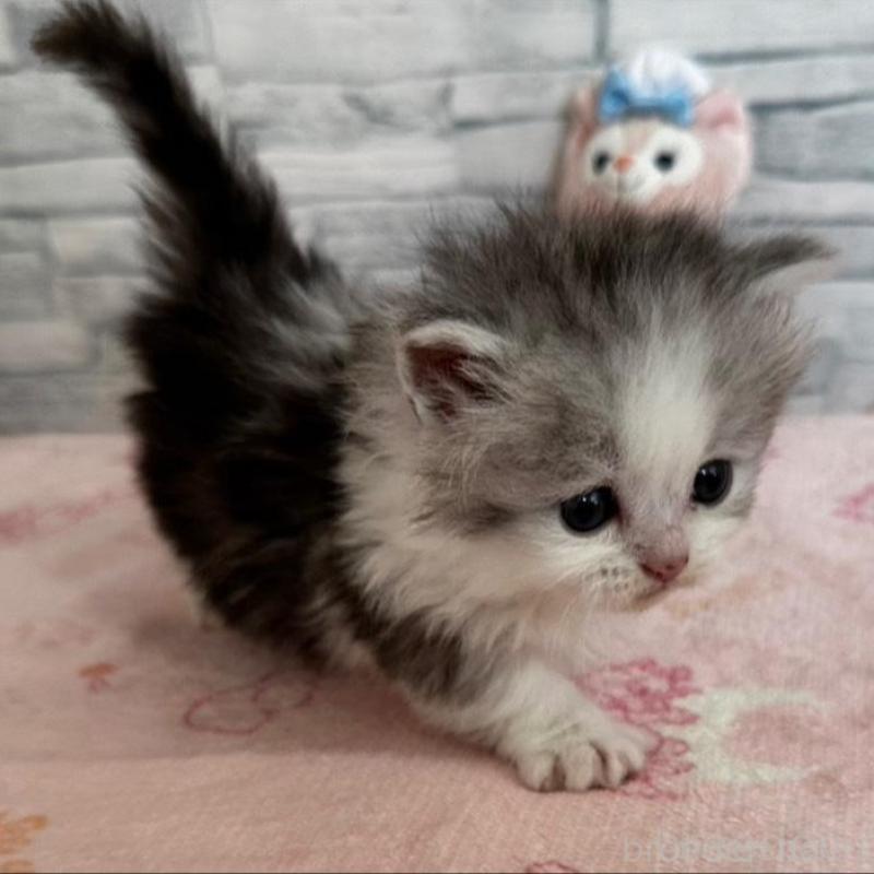 販売中の千葉県のミヌエット(短足)-139010の2枚目