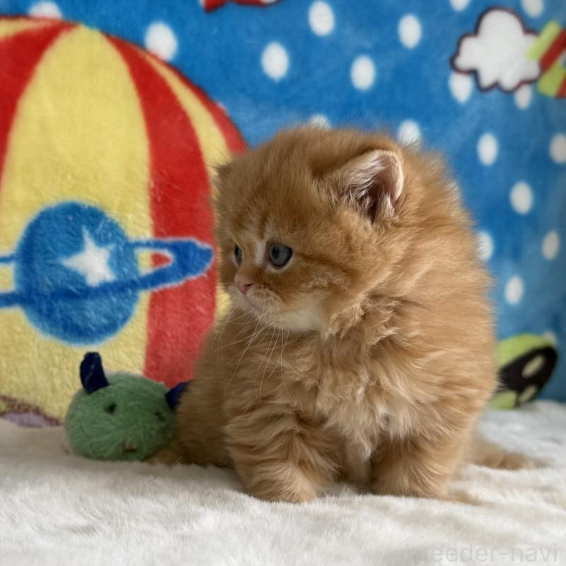 販売中の愛知県のマンチカン-139011の10枚目