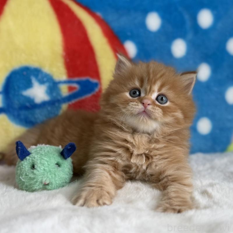 販売中の愛知県のマンチカン-139011の9枚目