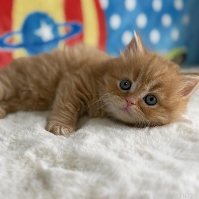 販売中の愛知県のマンチカン-139011の8枚目