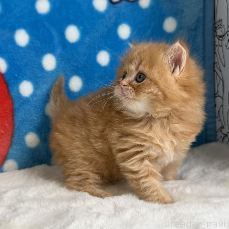 販売中の愛知県のマンチカン-139011の5枚目