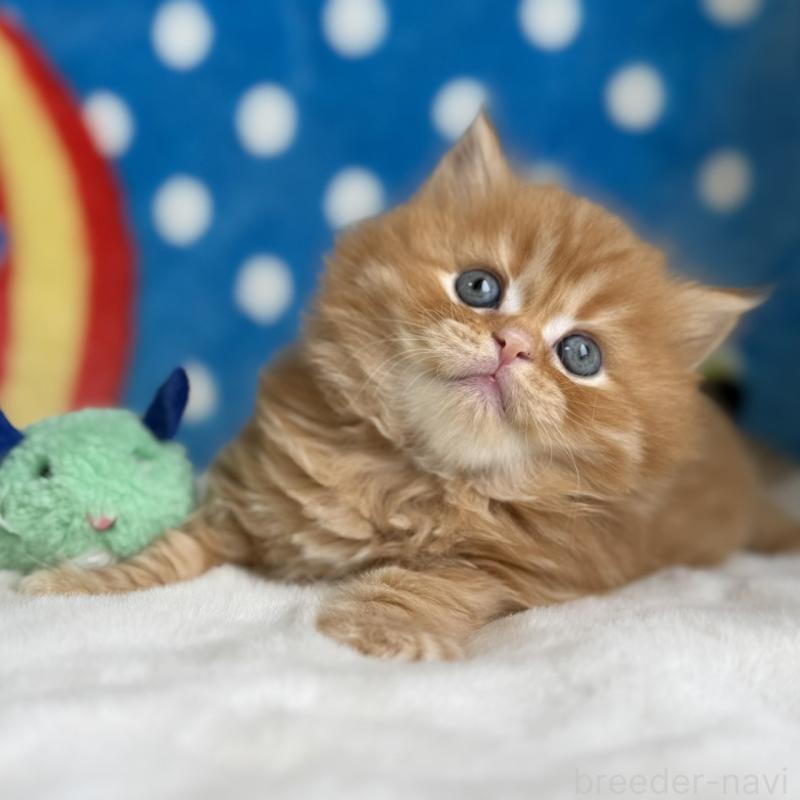 販売中の愛知県のマンチカン-139011の4枚目