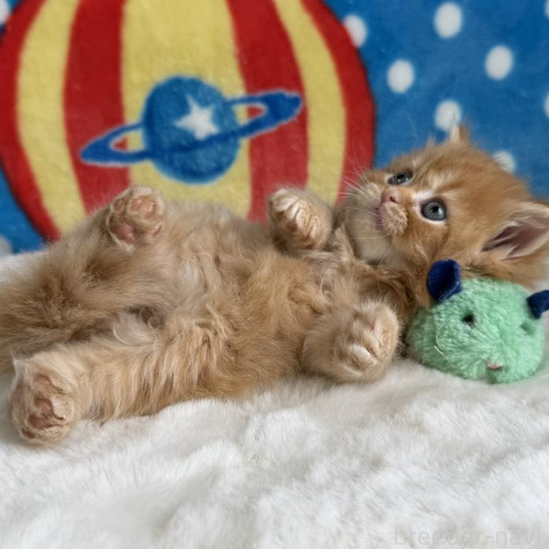 販売中の愛知県のマンチカン-139011の3枚目