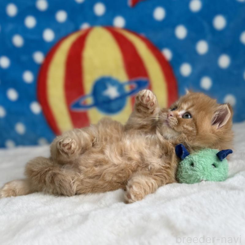 販売中の愛知県のマンチカン-139011の2枚目