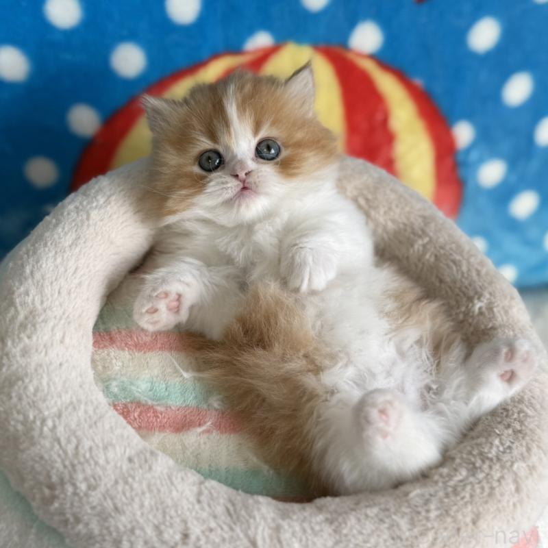 販売中の愛知県のマンチカン(短足)-139012の11枚目