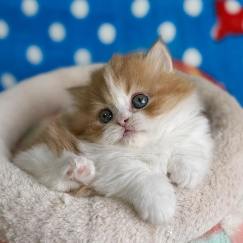 販売中の愛知県のマンチカン(短足)-139012の10枚目