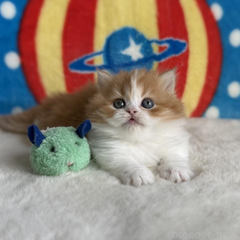 販売中の愛知県のマンチカン(短足)-139012の9枚目