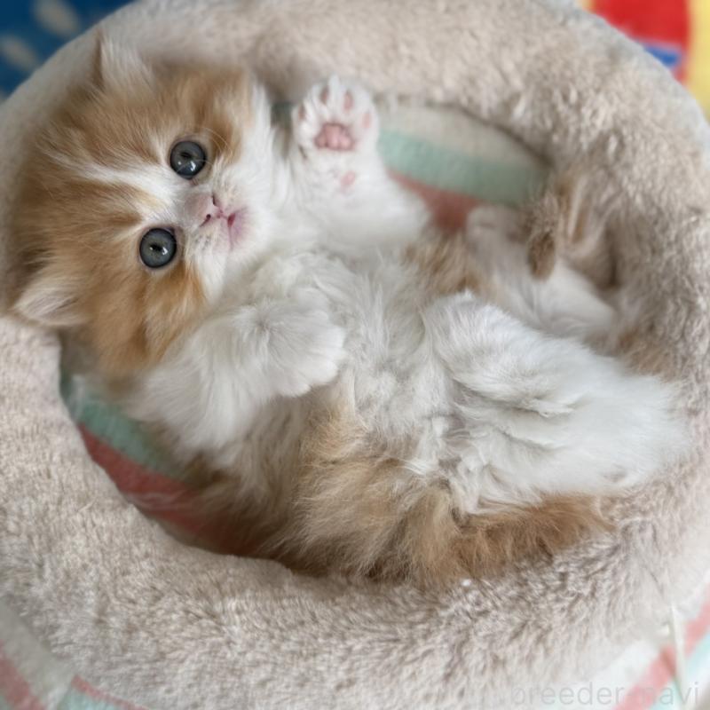 販売中の愛知県のマンチカン(短足)-139012の8枚目