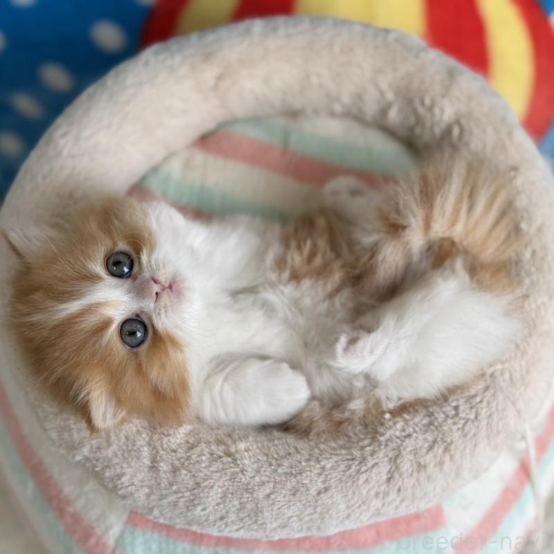 販売中の愛知県のマンチカン(短足)-139012の7枚目