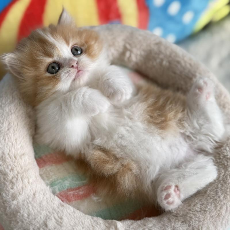 販売中の愛知県のマンチカン(短足)-139012の6枚目