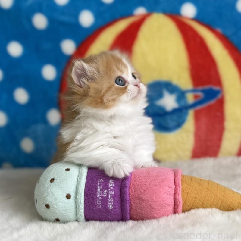 販売中の愛知県のマンチカン(短足)-139012の5枚目