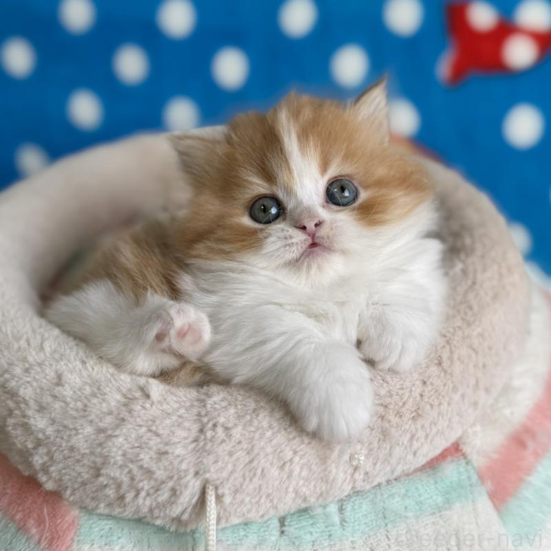 販売中の愛知県のマンチカン(短足)-139012の3枚目