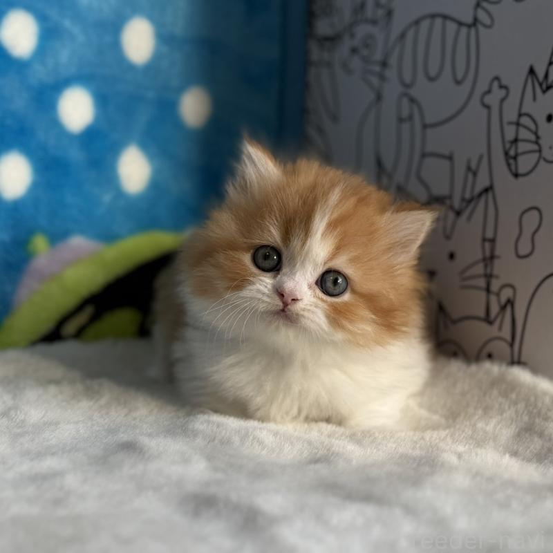 販売中の愛知県のマンチカン(短足)-139012の2枚目