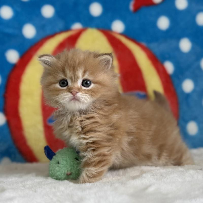 販売中の愛知県のマンチカン-139013の10枚目