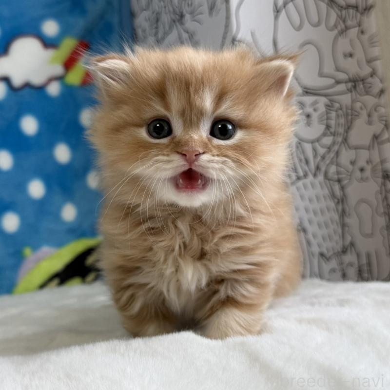 販売中の愛知県のマンチカン-139013の9枚目