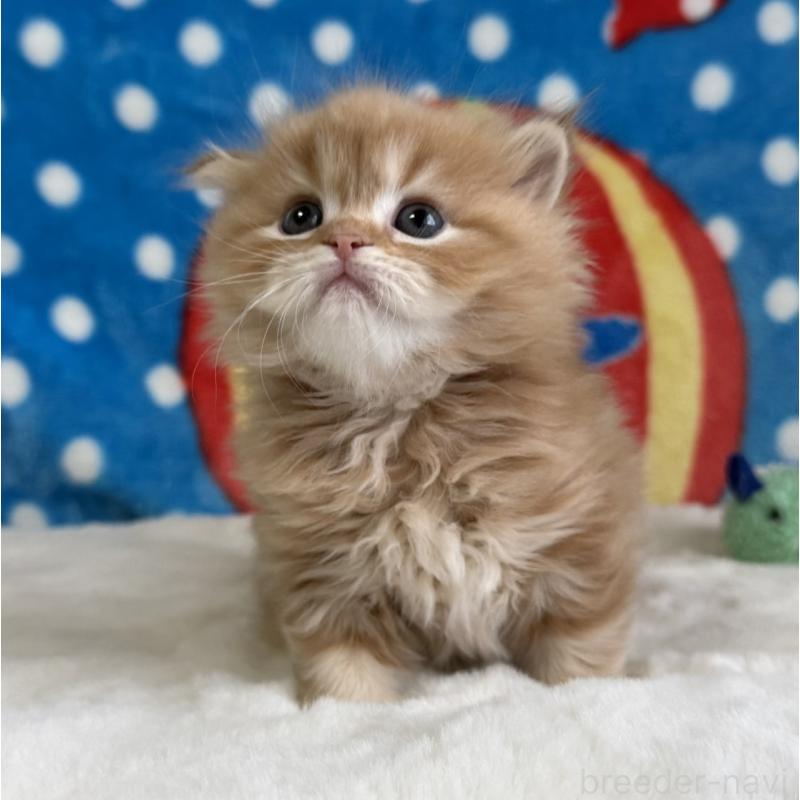 販売中の愛知県のマンチカン-139013の7枚目