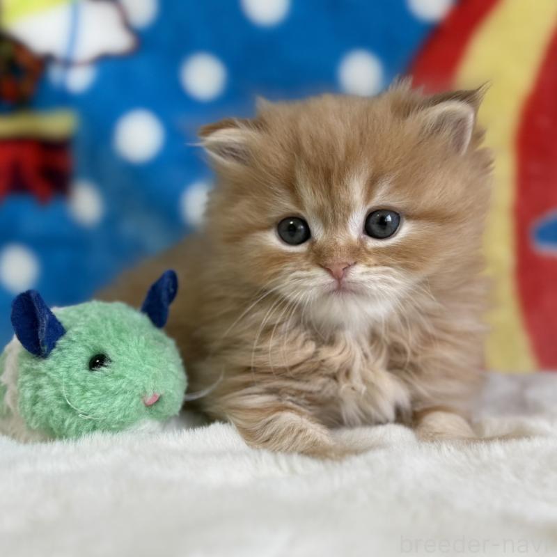 販売中の愛知県のマンチカン-139013の4枚目