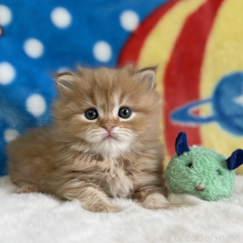 販売中の愛知県のマンチカン-139013の3枚目